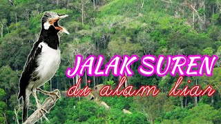 Download lagu JALAK SUREN DI ALAM LIAR mp3 Download lagu JALAK SUREN DI ALAM LIAR mp3