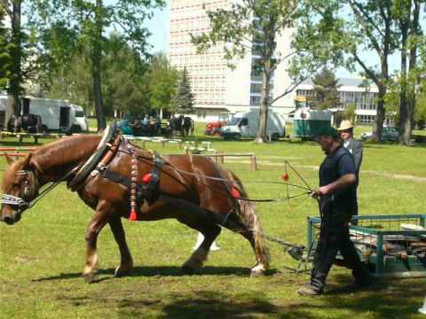 těžký tah, 1600 Kg