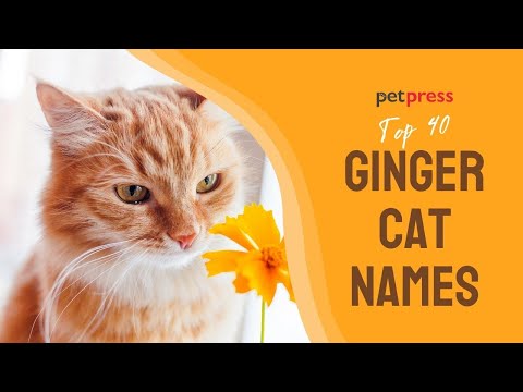 40 Of The Best Ginger Cat Names | PetPress