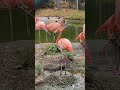 #flamingo #flamingos #aquaticbirds