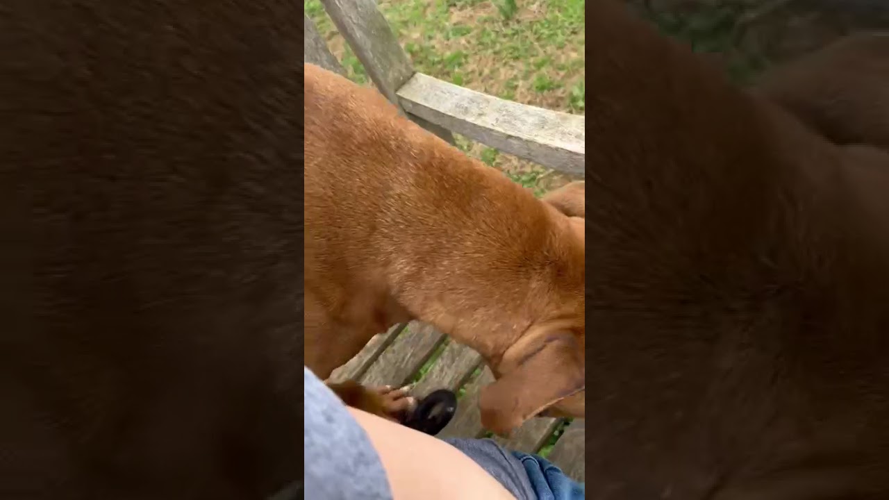 Enlarge Copper, a Adoptable Mixed Breed in Chattanooga, TN video 6/6