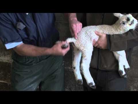 Lamb tail docking
