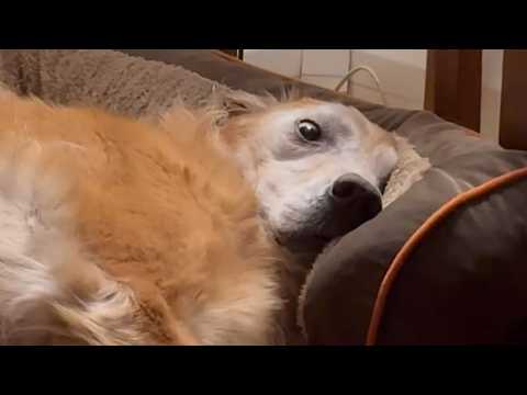 Adopted dog's bizarre behavior shocks family