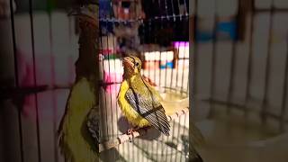 Download lagu Pemasangan Ring Burung Kolibri Kelapa!#shorts #ringburung #kolibrikelapa #youtubeaffiliate mp3 Download lagu Pemasangan Ring Burung Kolibri Kelapa!#shorts #ringburung #kolibrikelapa #youtubeaffiliate mp3