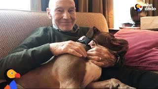 Patrick Stewart&#39;s Foster Pit Bull Dog Finds A Forever Home Amid UK Pit Bull Ban | The Dodo