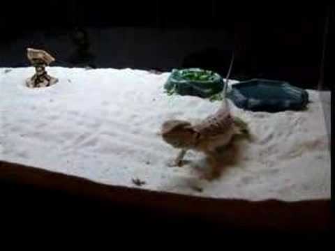 YouTube Video ny0yiaeOfh4