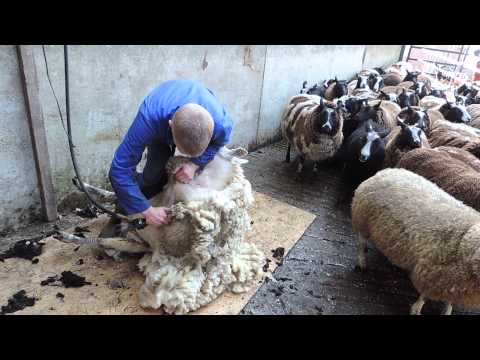 Hoeve de Groenzoom Schapen scheren