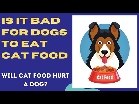 Is it bad for dogs to eat cat food | will cat food hurt a dog