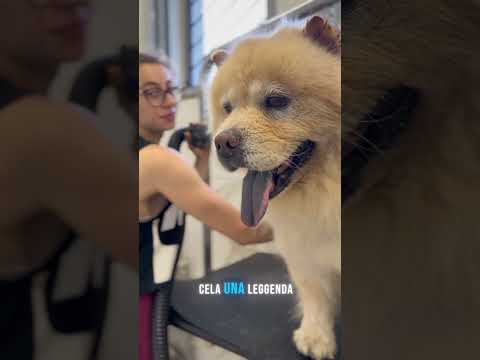 La leggenda della lingua blu 👅#animallovers #toelettatura #grooming #chowchow #pet