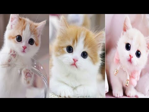 beautiful and cute cats pics | by nazli salon