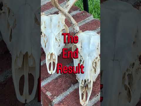 Have you done your own Euro mount? #hunting # maggots