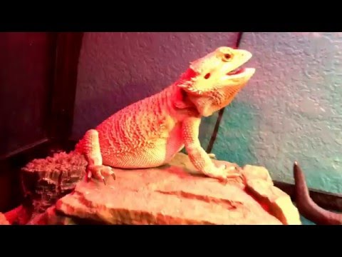 download lagu mp3 mp4 Bearded Dragon Mouth Open, download lagu Bearded Dragon Mouth Open gratis, unduh video klip Bearded Dragon Mouth Open