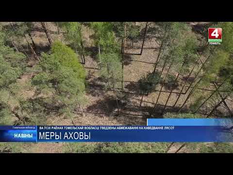 В Гомельской области ограничения на посещение лесов введены во всех районах