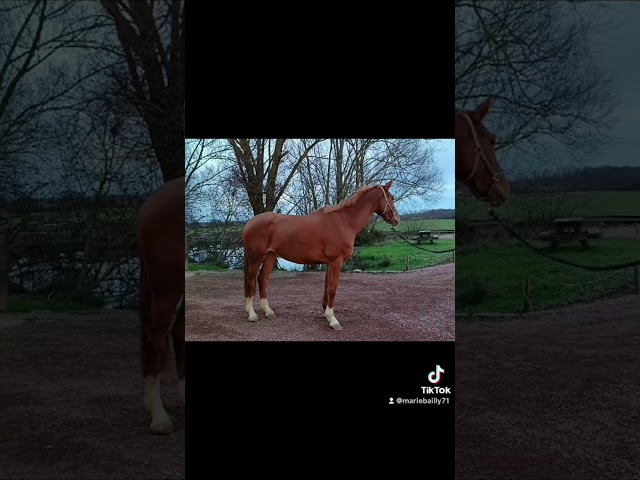 Ladiva de la combelle