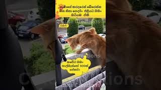 Download lagu බෑ බං මේ මගුල කොරන්න🤣🤣cat#funnyanimals#funny#cute#srilanka#shorts#short#trendingshorts#lankan#cats mp3
