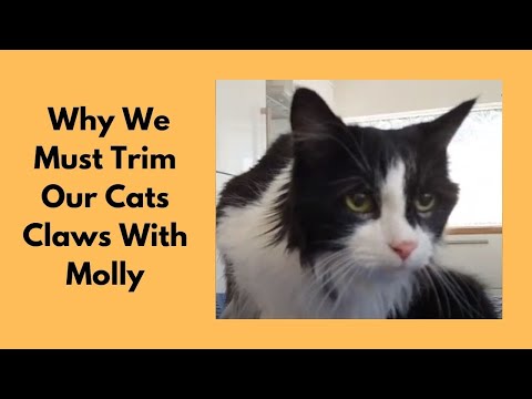 Why We Must Trim Our Cats Claws?