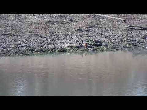 Djuma: Slender Mongoose - 15:28 - 09/03/21