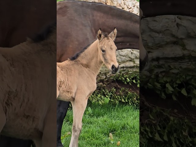 ✨️ M&acirc;le kwpn Isabelle Lusitanosport ✨️