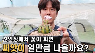 [선인장 씨앗 번식] 선인장에서 꽃이피면 씨앗이 얼만큼 나올까요?!