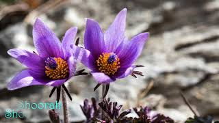 Wheres The Shoorah? - Elton John// Letra Español