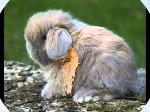 Dj assad & Big ali & willy william = palyground