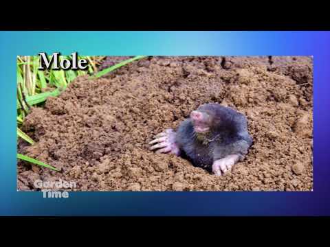 モグラ、ハタネズミ、ホリネズミ