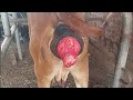 Correction of Cervico-Vaginal prolapse in Gir cow - Minchev's technique.