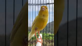 Download lagu Kenari gacor emosi #kenari #kenarigacor #canary #canarias #canario #birds #shorts #shorts mp3