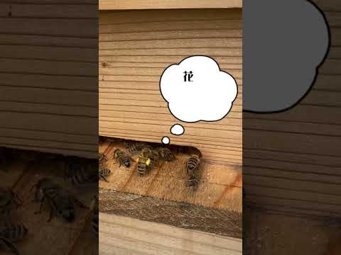 ミツバチの好きな花のリスト: 花粉媒介者を引き寄せる 20 以上の蜂蜜植物!  庭園