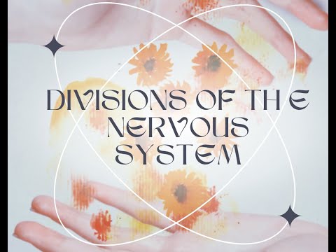 Divisions of the Nervous System