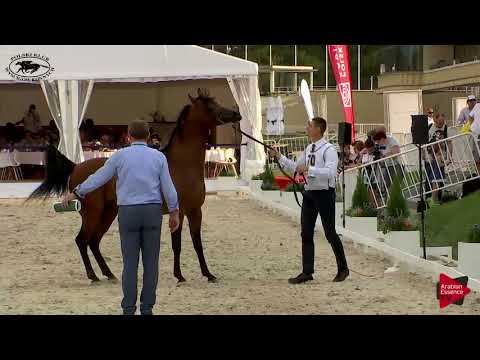 N.70 MORION - Polish Nationals 2018 - 4-6 Years Old Stallions (Class 10)