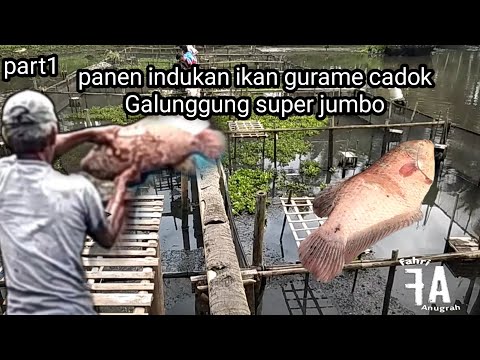 Panen indukan ikan gurame cadok Galunggung super jumbo/besar  #part1 pt @asep Setiabudi