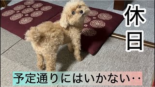 庶民の暮らし！シニア犬と過ごすパート主婦の休日　トイプードル／パート主婦