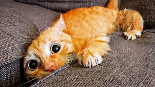 Momentos hilários de animais registrado nas câmeras!!! #3