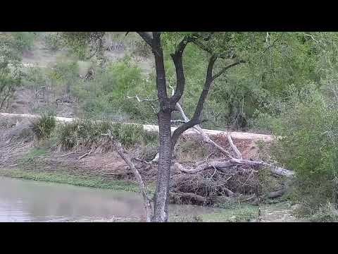 Djuma: Fish Eagle in tree by dam wall - 17:25 - 11/09/21