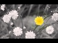 Culore di maghju - I chjami aghjalesi 