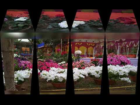 Experience the Mesmerizing Beauty of Never-Before-Seen Flowers