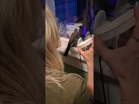 Florida Bird Claims Tiny Toilet Throne! 🦜🚽 #WhatIsThisBird