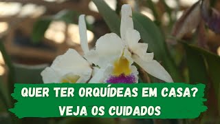Dr. Orquídea dá dicas para você cultivar as plantas em casa; confira