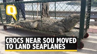 Endangered Crocodiles near SoU Translocated to Land Sea Planes