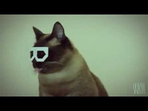 Dubstep Hipster Cat [Original full length video]