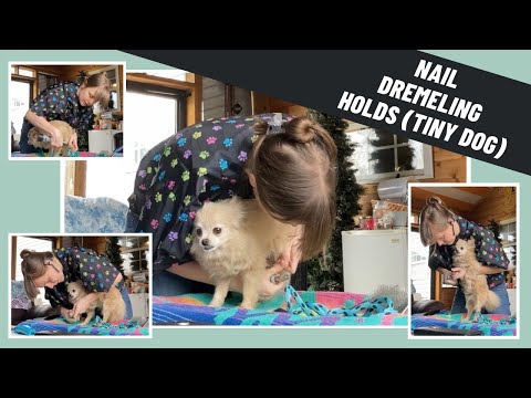Holds For Dremeling A TINY Dog's Nails