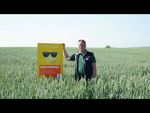 KWS DONOVAN - Auf der Sonnenseite.