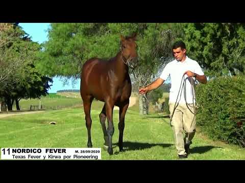 11 NORDICO FEVER