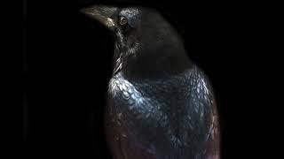 Saxon Moon - "Ghost of War" narration by Klaus Weiland