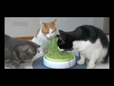 Herbivores Eating Meat and Carnivores Eating Plants for 2 and a half minutes