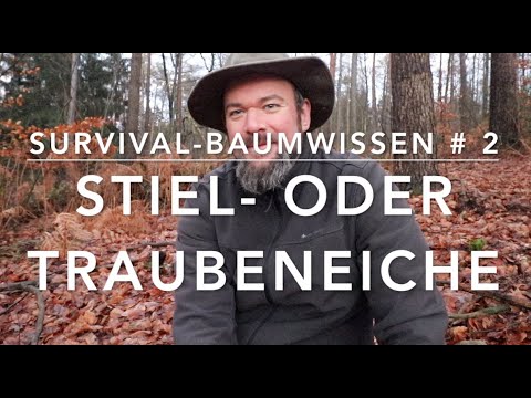 Survival Tree Knowledge # 2 - Oak