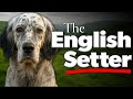 English Setter Everything To Know About This Elegant Hunting Breed
