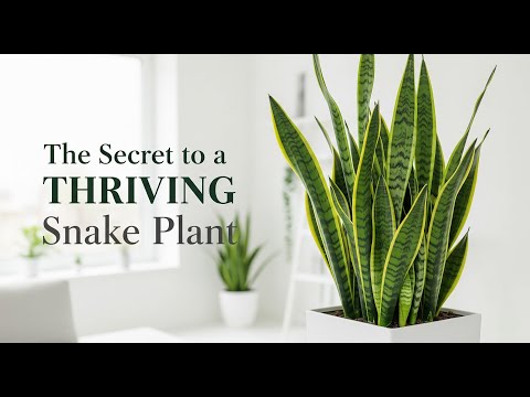 The Ultimate Snake Plant Care Guide (Sansevieria)