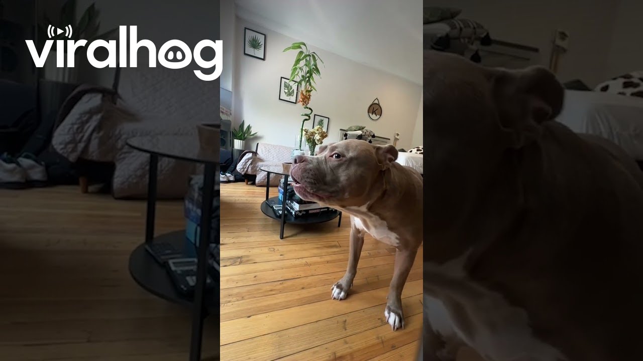 Revenge on My Dog Stealing My Chicken Nuggets  || ViralHog